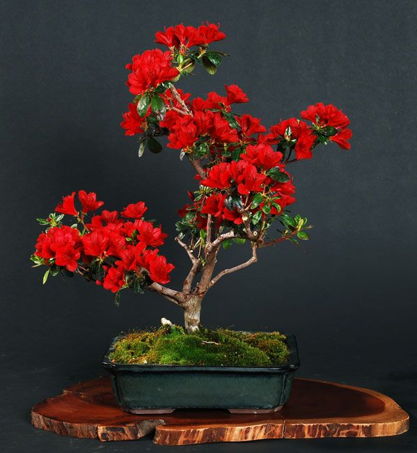 Rot Bonsai Blumensamen zur Aussaat