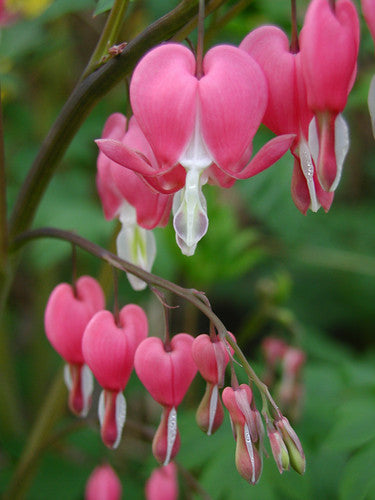 Bleeding Heart Blumensamen zur Aussaat robust Sorte Traditionssorte & ohne Gentechnik Samen Hausgarten