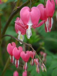 Bleeding Heart Blumensamen zur Aussaat robust Sorte Traditionssorte & ohne Gentechnik Samen Hausgarten