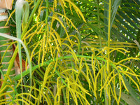 Grün Chrysalidocarpus Lutescens Blumensamen zur Aussaat – Landhaus Garten wichtig – Traditionssorte & ohne Gentechnik Samen Hausgarten