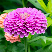 Lila Zinnie Blumensamen zur Aussaat robust Sorte Traditionssorte & ohne Gentechnik Samen Hausgarten