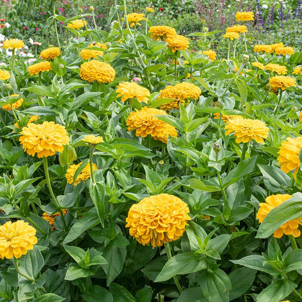Gelb Zinnie Elegans Blumensamen zur Aussaat – hochwertige Qualitäts- – Traditionssorte & ohne Gentechnik Samen Hausgarten