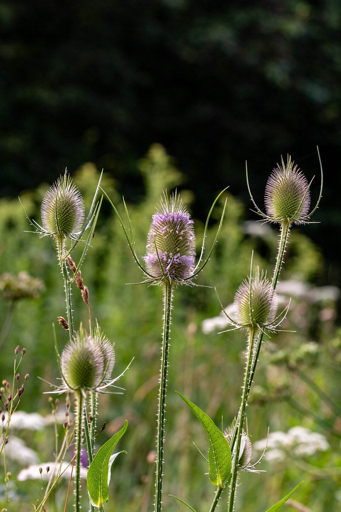 Dipsacus Blumensamen zur Aussaat – Wildblume Mischung – Traditionssorte & ohne Gentechnik Samen Hausgarten