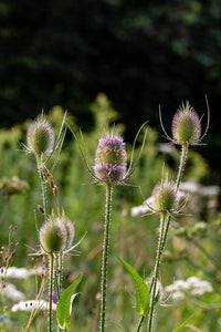 Dipsacus Blumensamen zur Aussaat – Wildblume Mischung – Traditionssorte & ohne Gentechnik Samen Hausgarten