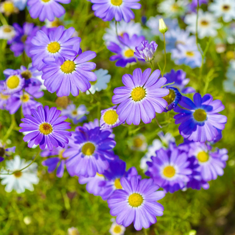 Blau iberidifolia blume samen for anpflanzung sun loving heirloom & gmo free samen for home garten 
 
 sale samen for home garten anpflanzung