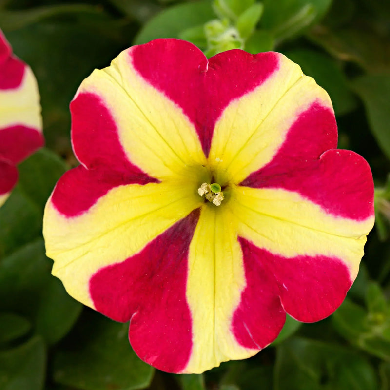 Petunia blume samen for anpflanzung - bright rot & gelb blooms your garten