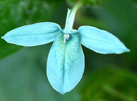 Blau Ecbolium Viride Blumensamen zur Aussaat saisonal Dauerblüher Traditionssorte & ohne Gentechnik Samen Hausgarten