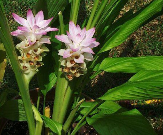 Curcuma rosa blume samen for anpflanzung - elevate your garten