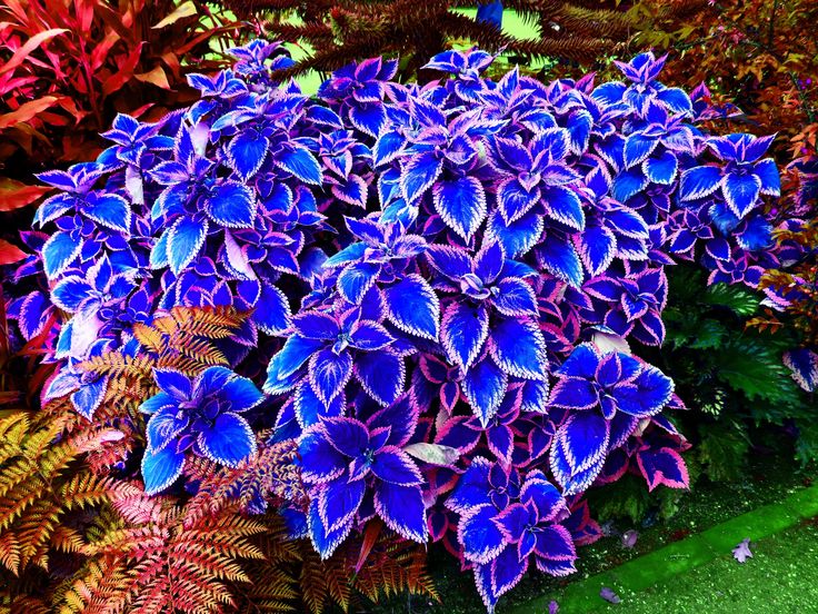 Buntnessel Blumei Blumensamen zur Aussaat Landhaus Garten wichtig Traditionssorte & ohne Gentechnik Samen Hausgarten