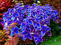 Buntnessel Blumei Blumensamen zur Aussaat Landhaus Garten wichtig Traditionssorte & ohne Gentechnik Samen Hausgarten
