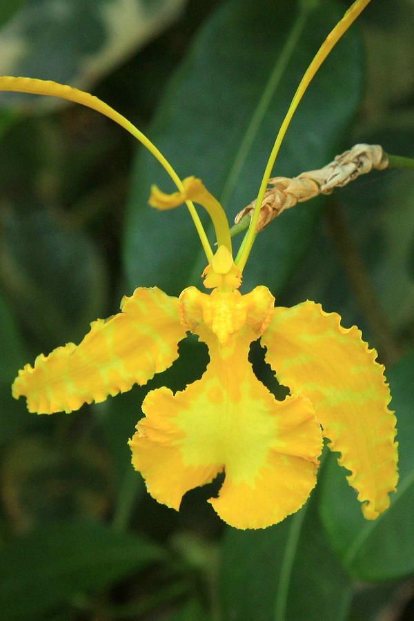 Schmetterlingsorchidee Orchidee Samen zur Aussaat – Schwarz und Weiß Varieties