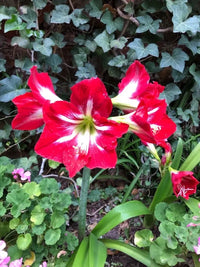 Kastanienrot Hippeastrum Rutilum Blumensamen zur Aussaat – Garten beliebt – Traditionssorte & ohne Gentechnik Samen Hausgarten