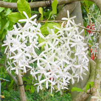 Weiß Succulent Blumensamen zur Aussaat