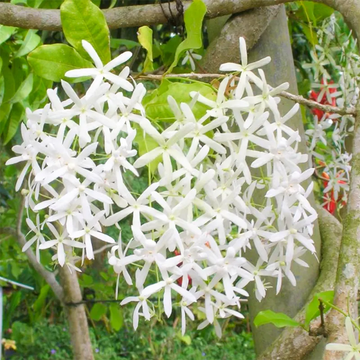 Weiß Succulent Blumensamen zur Aussaat