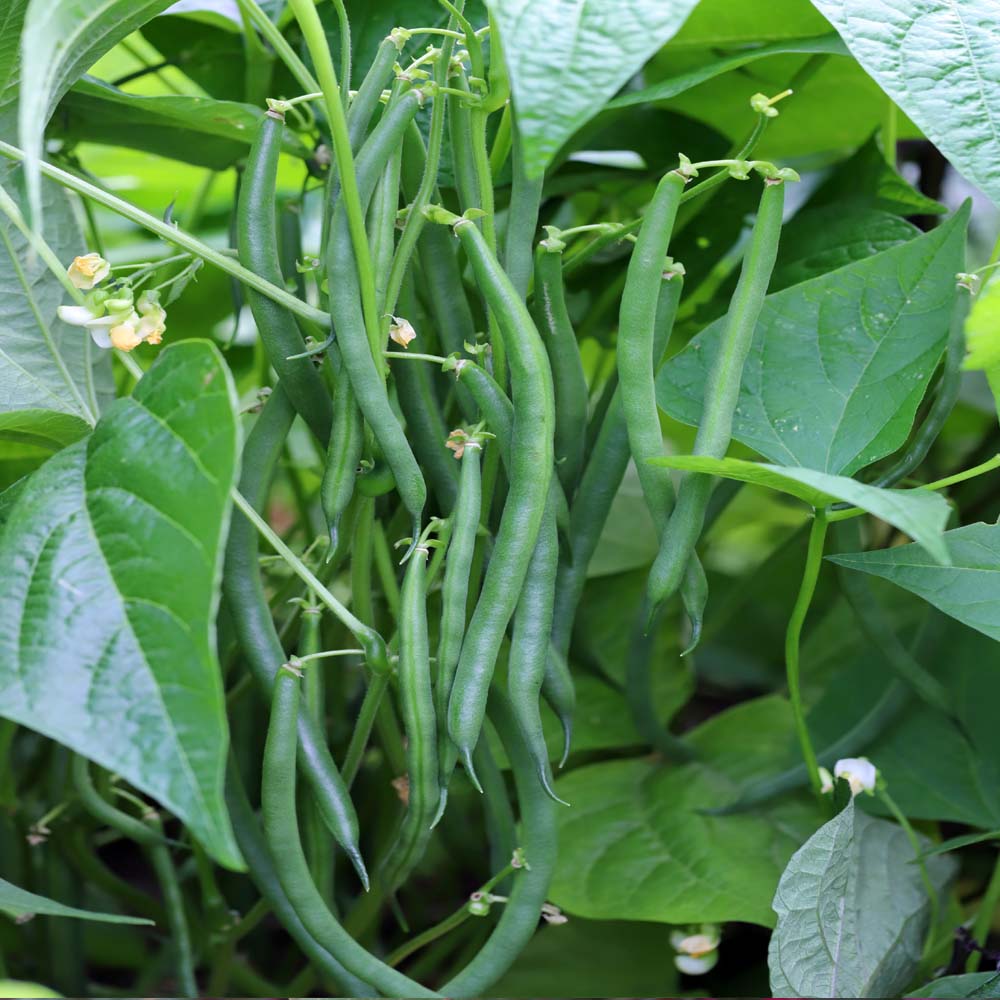 Weiß Cattle Bean Samen  Perfect for Home Gemüse Gardens