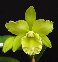 Grün Cattleya Blumensamen zur Aussaat – lang Blüte Saison – Traditionssorte & ohne Gentechnik Samen Hausgarten