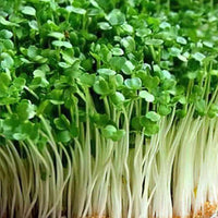 Kohl Microgreens Samen fuer Hausanzucht
