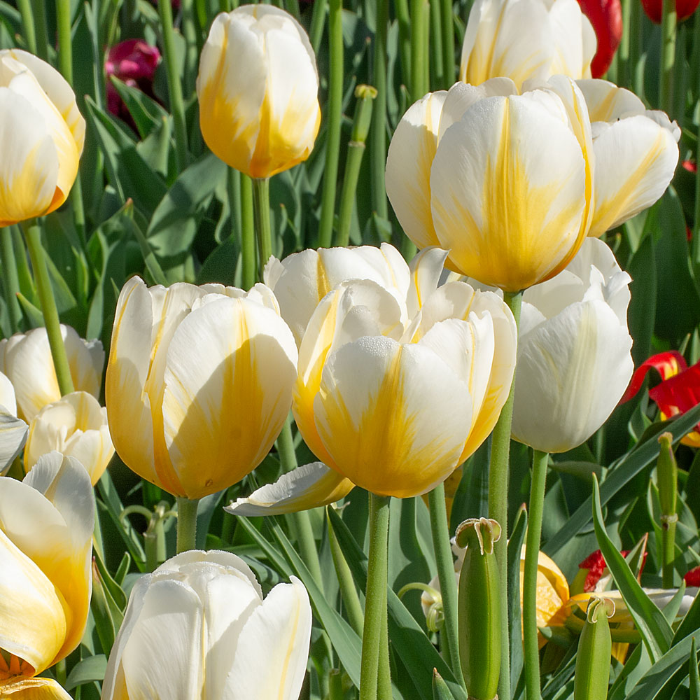 hell Gelb Tulpe Blumensamen zur Aussaat – kompakt Wuchs – Traditionssorte & ohne Gentechnik Samen Hausgarten