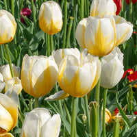 hell Gelb Tulpe Blumensamen zur Aussaat – kompakt Wuchs – Traditionssorte & ohne Gentechnik Samen Hausgarten