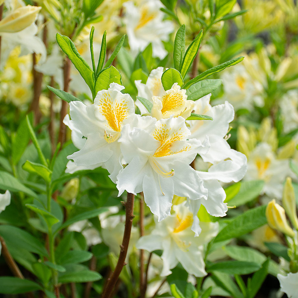 Weiß Azalee Blumensamen zur Aussaat robust Sorte Traditionssorte & ohne Gentechnik Samen Hausgarten