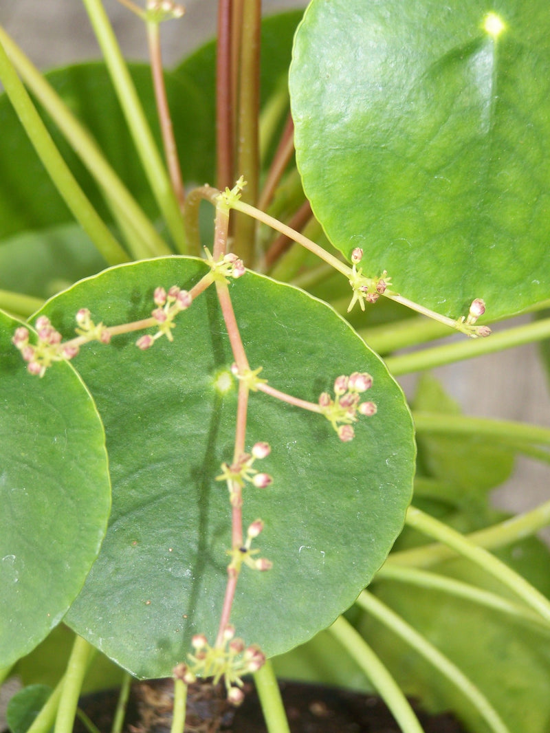 Pilea Blumensamen (mehrfarbige) einzigartig für Innenräume Pflanzen