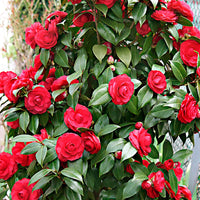 Classic camellia blume samen for easy anpflanzung