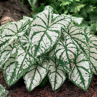 Weiß Caladium Blumensamen zur Aussaat – farbenfroh Schau – Traditionssorte & ohne Gentechnik Samen Hausgarten