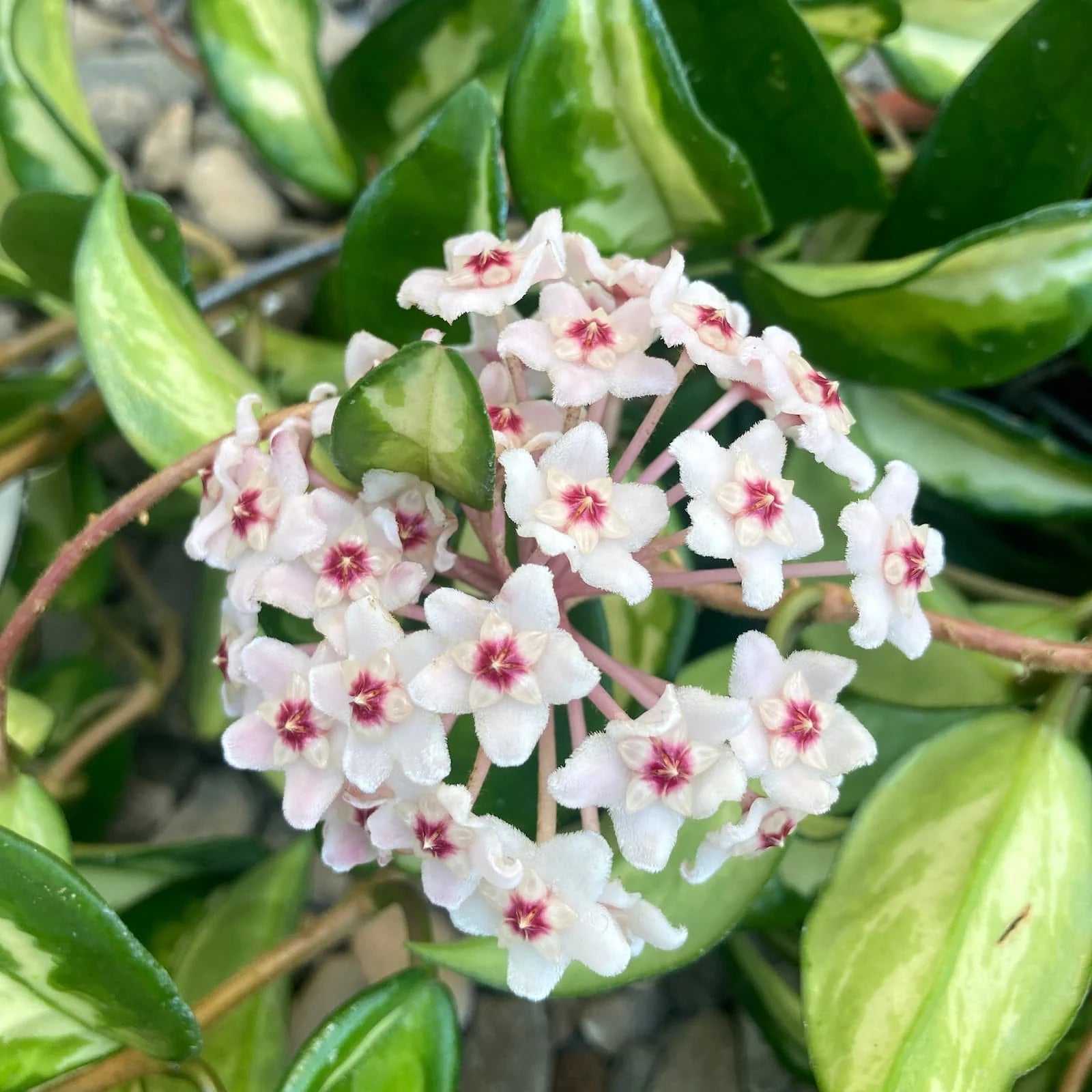 Creme Hoya Blumensamen zur Aussaat kompakt Wuchs Traditionssorte & ohne Gentechnik Samen Hausgarten