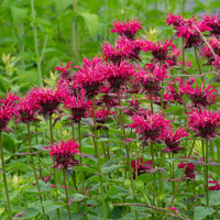 Rosa Monarda Blumensamen zur Aussaat – Anzucht – Traditionssorte & ohne Gentechnik Samen Hausgarten
