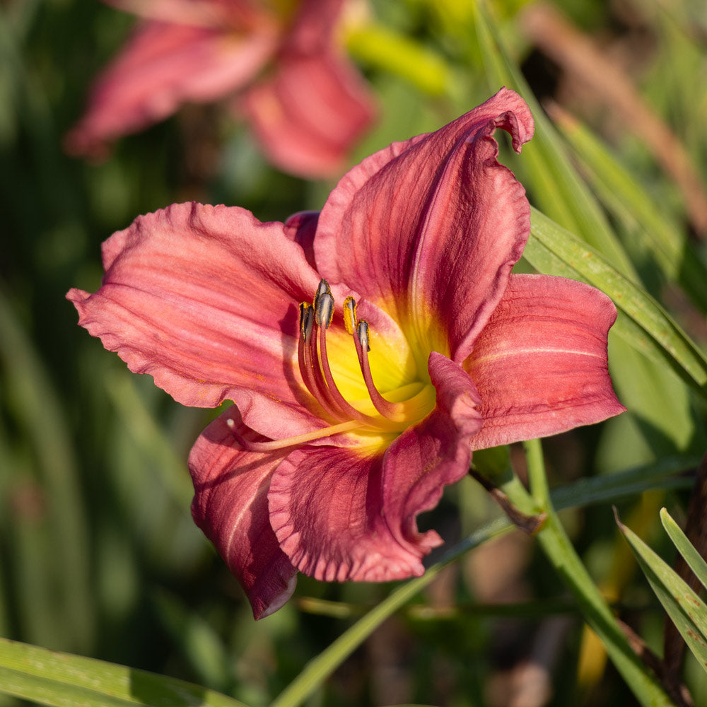 Rosa Weiß Hemerocallis Blumensamen zur Aussaat saisonal Dauerblüher Traditionssorte & ohne Gentechnik Samen Hausgarten