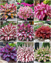 Hosta Jardin Mischung Lilie Blumensamen zur Aussaat – mehrjährig Garten Beauties