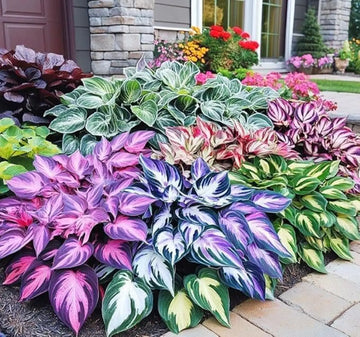 Hosta Jardin Mischung Lilie Blumensamen zur Aussaat – mehrjährig Garten Beauties