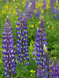 Blau lupine samen for anpflanzung hardy blooms
