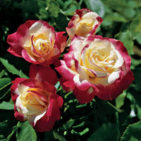 gefüllt Delight Rose Blumensamen zur Aussaat Drought verträglich Traditionssorte & ohne Gentechnik Samen Hausgarten