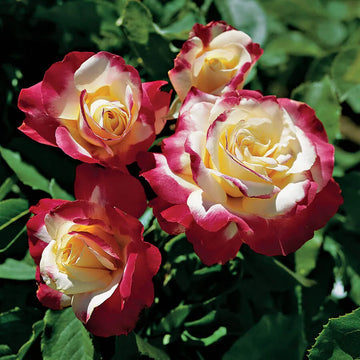 gefüllt Delight Rose Blumensamen zur Aussaat Drought verträglich Traditionssorte & ohne Gentechnik Samen Hausgarten