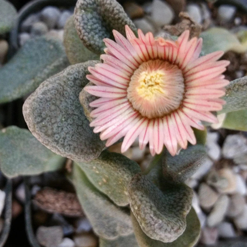 Titanopsis Fulleri Blumensamen zur Aussaat – pflegeleicht – Traditionssorte & ohne Gentechnik Samen Hausgarten