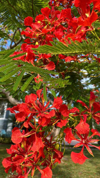 Flamboyant Blumensamen zur Aussaat – saisonal Dauerblüher – Traditionssorte & ohne Gentechnik Samen Hausgarten