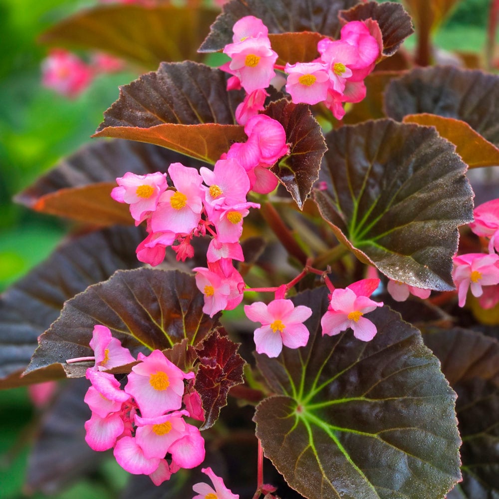 Begonie Nonstop Blume Samen zur Aussaat leuchtend Blüten – ideal Gärten und Containers