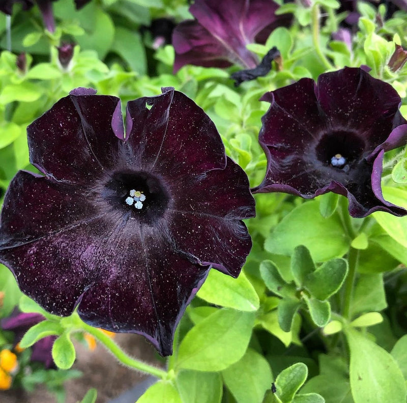 Schwarz Lila Petunie Blumensamen zur Aussaat Halbschatten verträglich Traditionssorte & ohne Gentechnik Samen Hausgarten