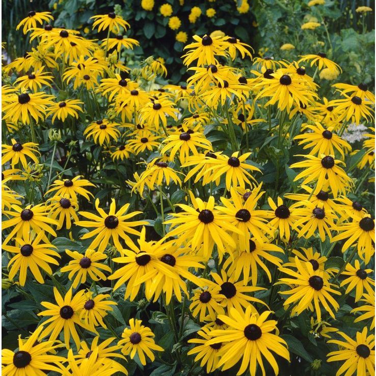 Gelb Sonnenhut Goldstrum Blumensamen zur Aussaat – kompakt Wuchs – Traditionssorte & ohne Gentechnik Samen Hausgarten