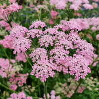 Chaerophyllum Blumensamen zur Aussaat – Anzucht – Traditionssorte & ohne Gentechnik Samen Hausgarten