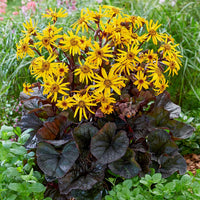 Ligularia Blume Samen zur Aussaat leuchtend Garten Blüten
