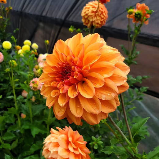 Butterscotch Dahlie Blumensamen zur Aussaat – sonnenliebend – Traditionssorte & ohne Gentechnik Samen Hausgarten