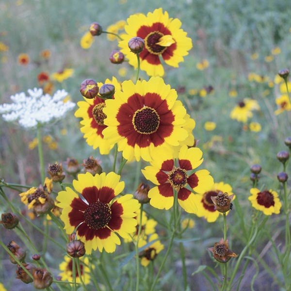 Calliopsis Samen einfache Aussaat – Garten Blumensamen