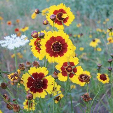 Calliopsis Samen einfache Aussaat – Garten Blumensamen