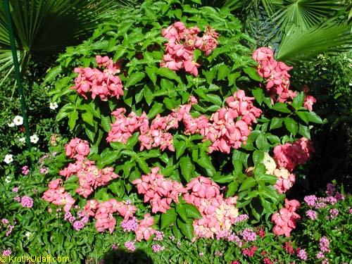 Philippica Blumensamen zur Aussaat Landhaus Garten wichtig Traditionssorte & ohne Gentechnik Samen Hausgarten