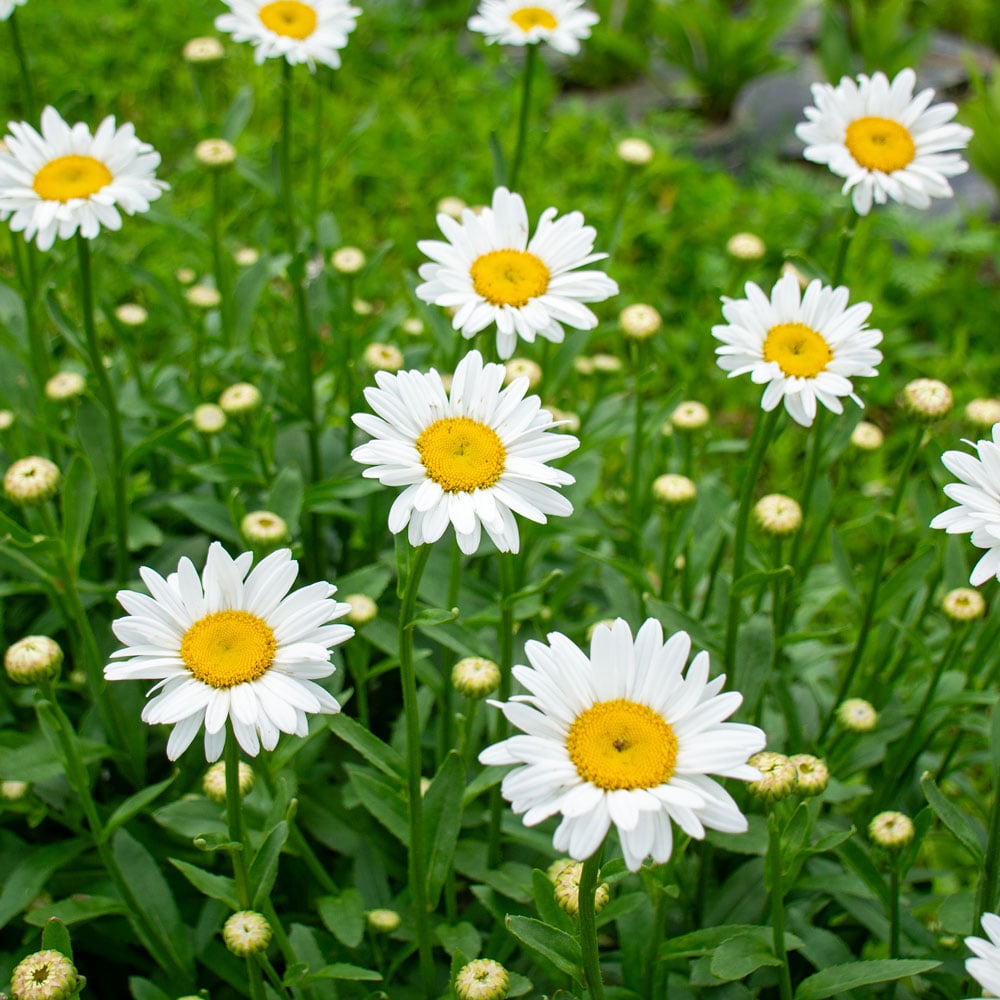 Weiß Leucanthem Blumensamen zur Aussaat – saisonal Dauerblüher – Traditionssorte & ohne Gentechnik Samen Hausgarten