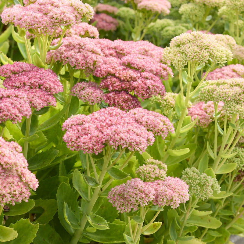 Gemischt Sedum Blumensamen zur Aussaat – Schnitt Blume beliebt – Traditionssorte & ohne Gentechnik Samen Hausgarten