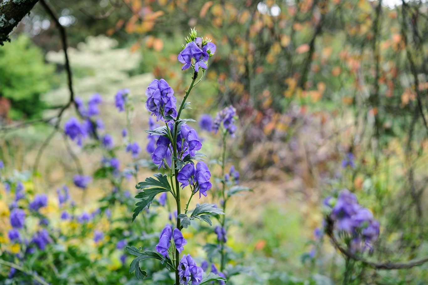 Blau Aconitum Napellus Blumensamen zur Aussaat – hochwertige Qualitäts- – Traditionssorte & ohne Gentechnik Samen Hausgarten