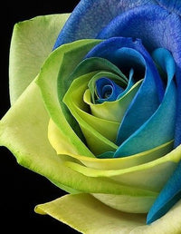 Blau grün rose blume samen for anpflanzung
